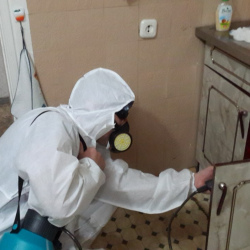 Дезинфекция от муравьев в квартире во Фряново